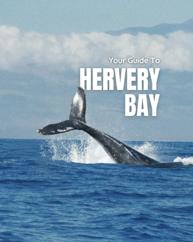 Embark on an unforgettable adventure at Hervey Bay. From whale watching at Urangan Pier to exploring Fraser Island's rich heritage, there's something for everyone. Stroll through serene landscapes at the Botanic Gardens and enjoy family-friendly beaches along The Esplanade. Discover the beauty of the bay.

#HerveyBay #QLD #Whale #Coastal #Beach